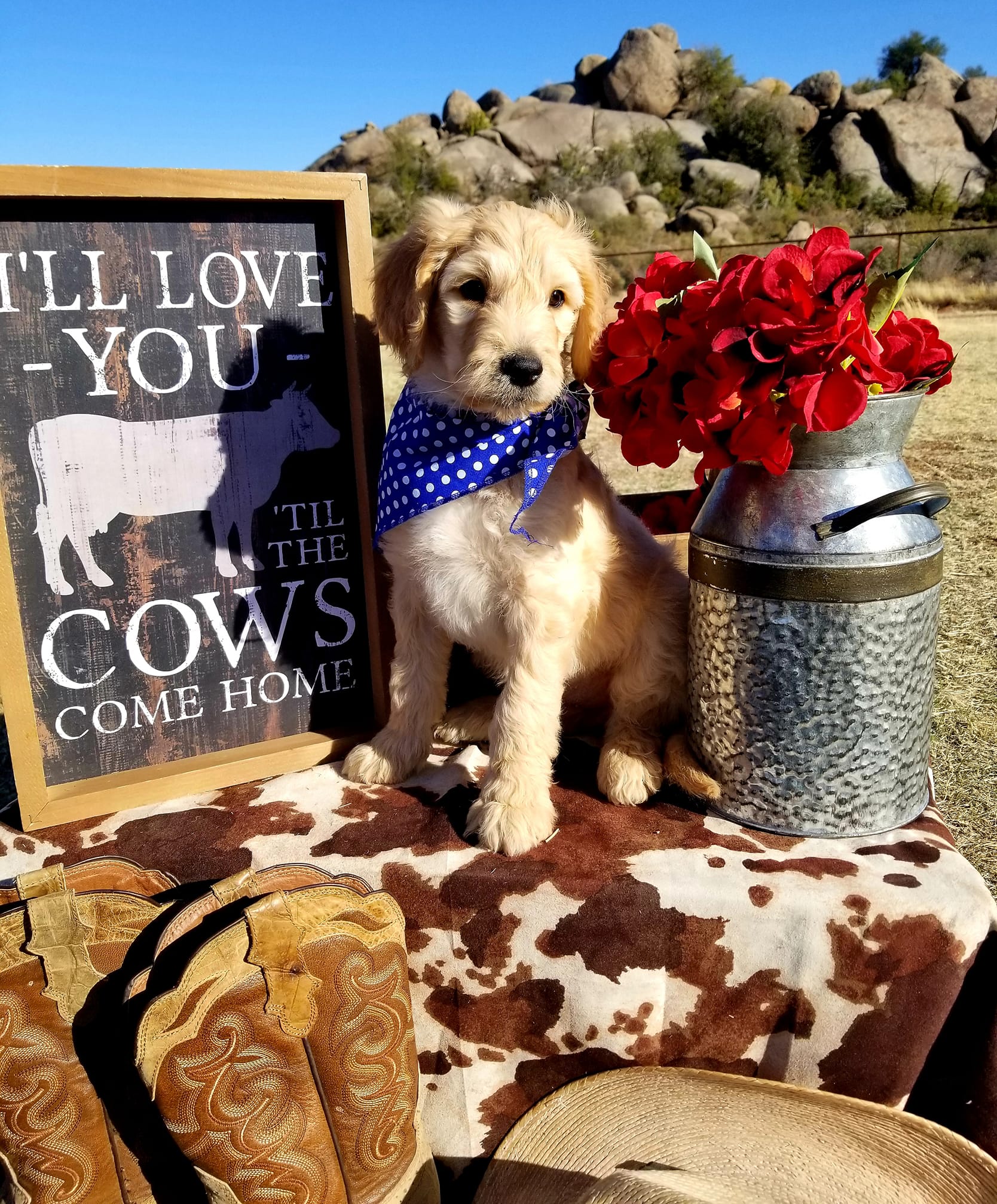 Goldendoodle puppy beside an 'I'll love you til the cows come home' sign on a cowhide blanket, with the Yarnell desert in the background.