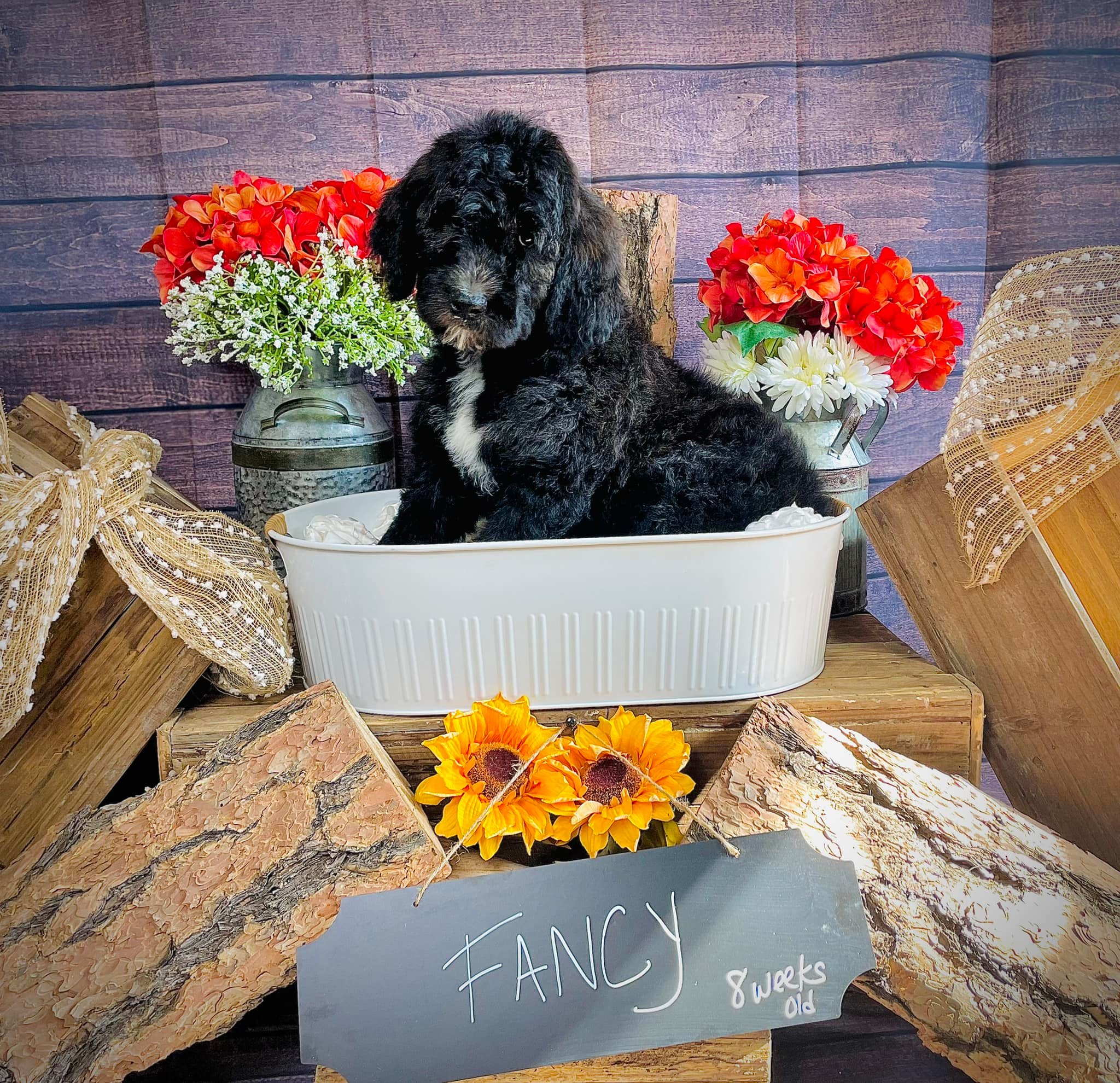 Fancy, a black-and-white parti Bernedoodle puppy in a styled fall portrait.