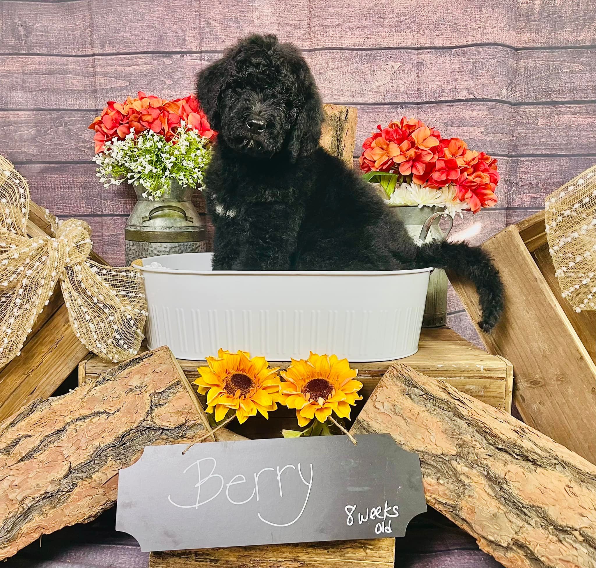 Berry — a solid black Bernedoodle puppy at 8 weeks, in a styled fall portrait.