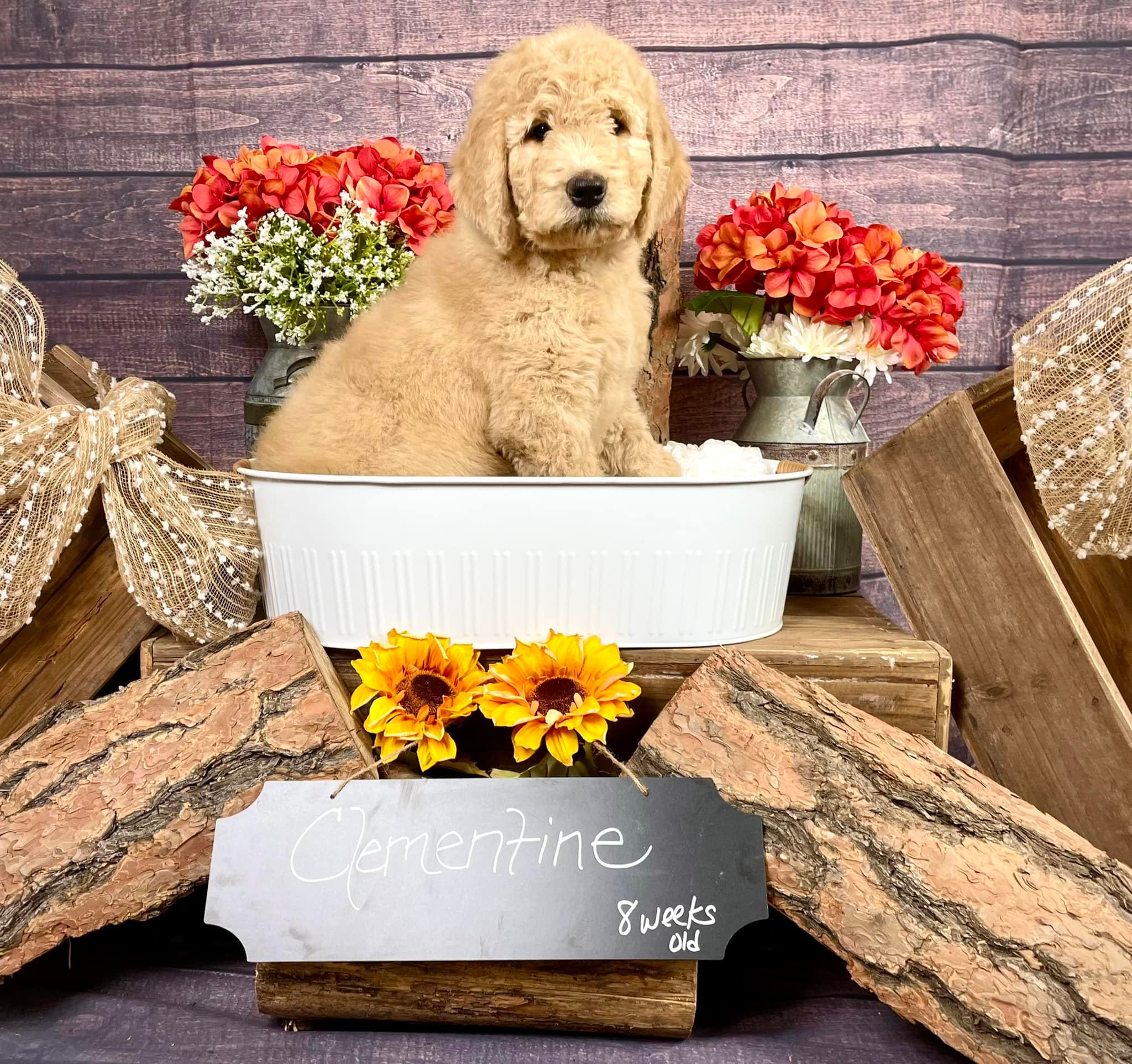 Clementine, an apricot Goldendoodle puppy in a styled fall portrait.