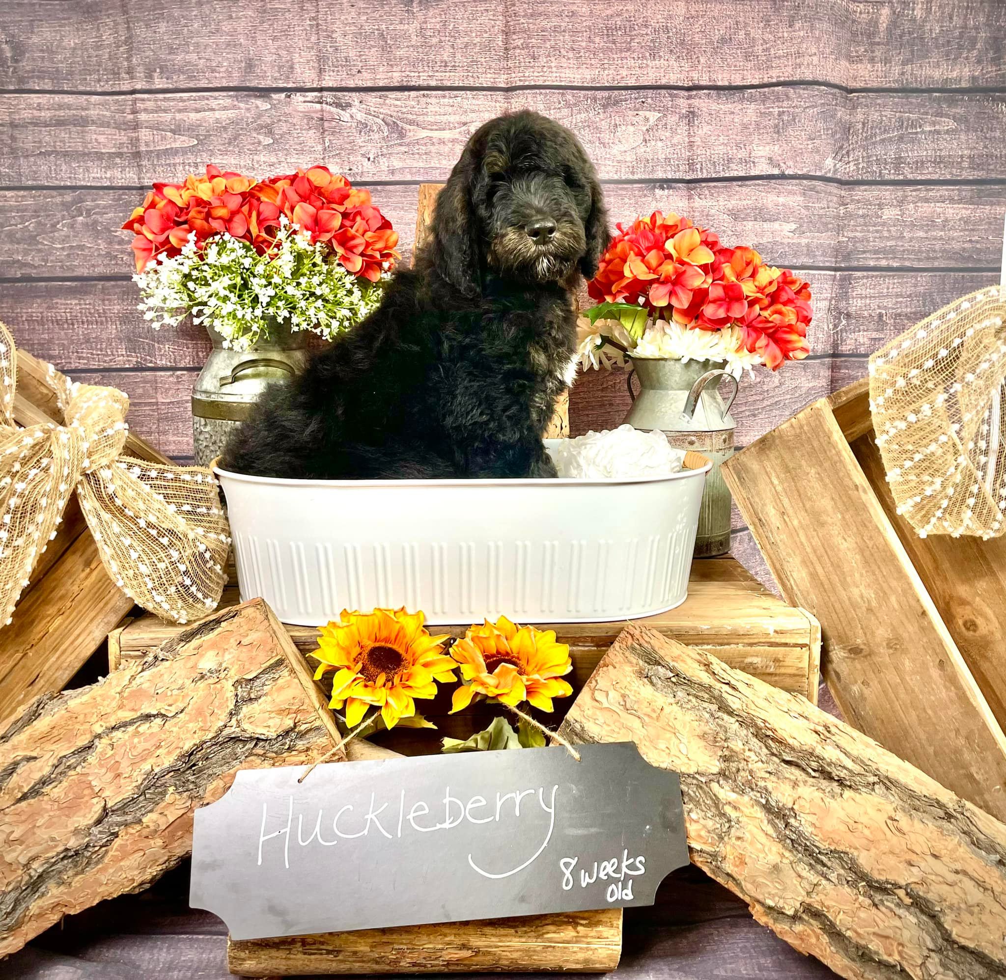 Huckleberry — a dark Bernedoodle puppy at 8 weeks, in a styled fall portrait.
