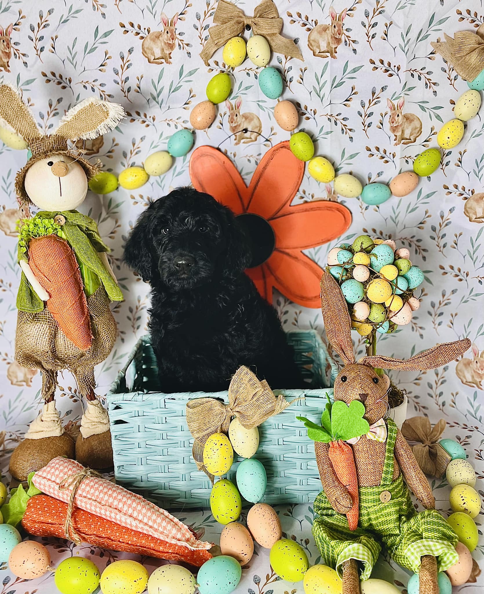 Black Bernedoodle puppy in a pastel Easter basket setup with carrots and bunny figures.
