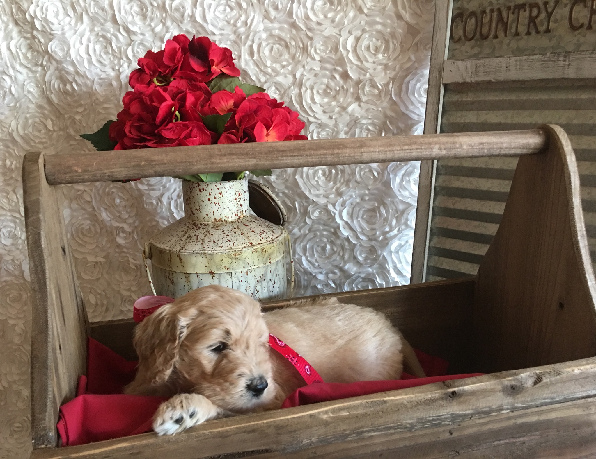 Cream Goldendoodle puppy snoozing peacefully on a red blanket with roses nearby.