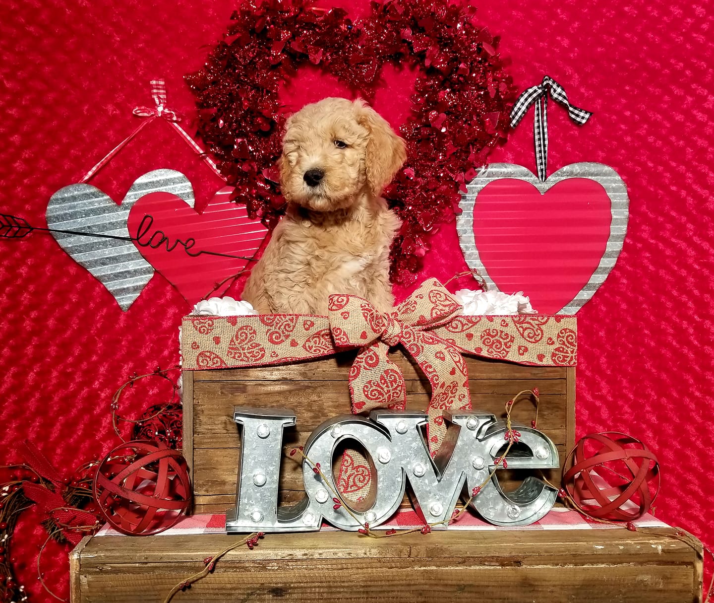 Apricot Goldendoodle puppy in a Valentine's setup with a heart wreath and "love" sign.