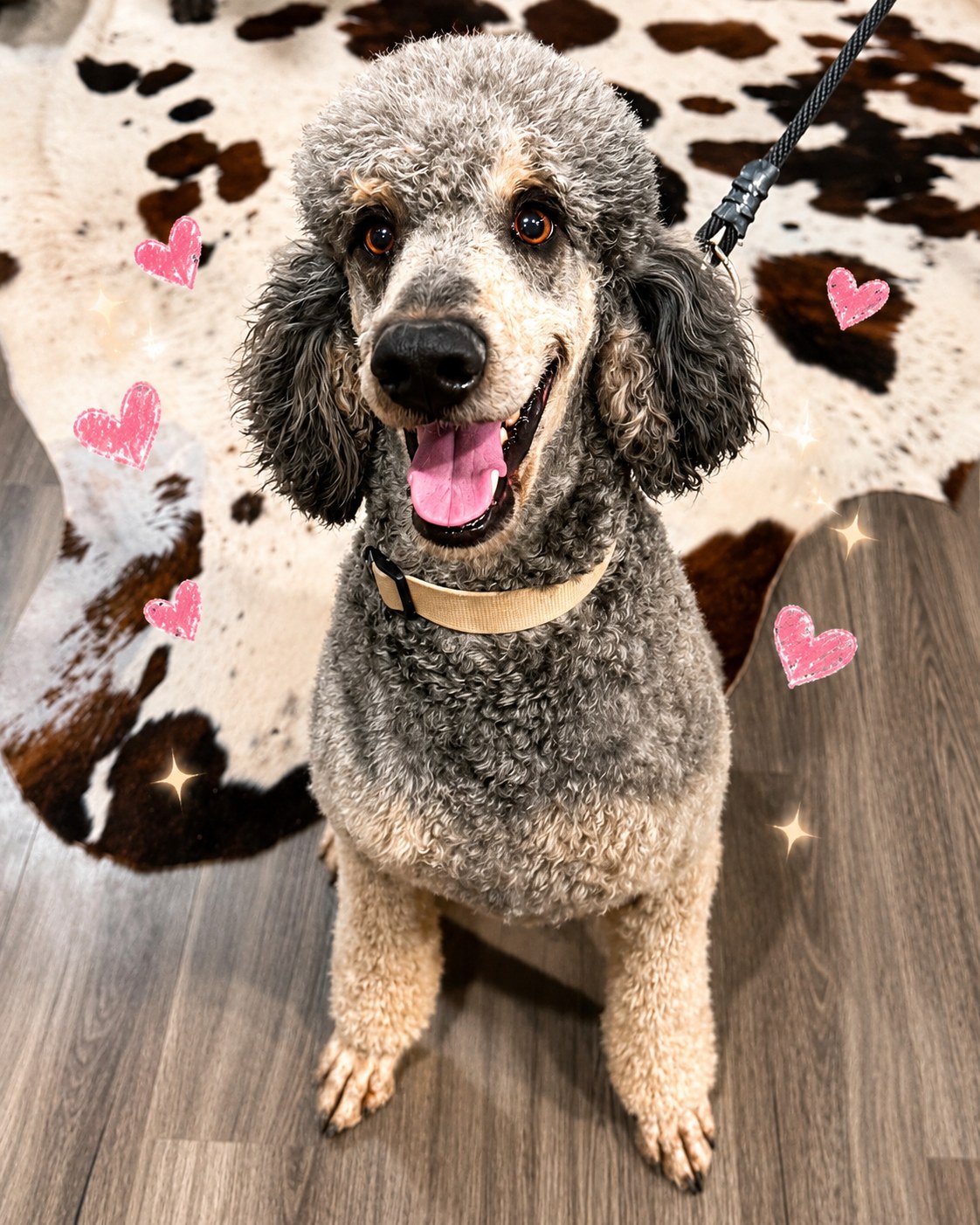 Rolo — Poodle