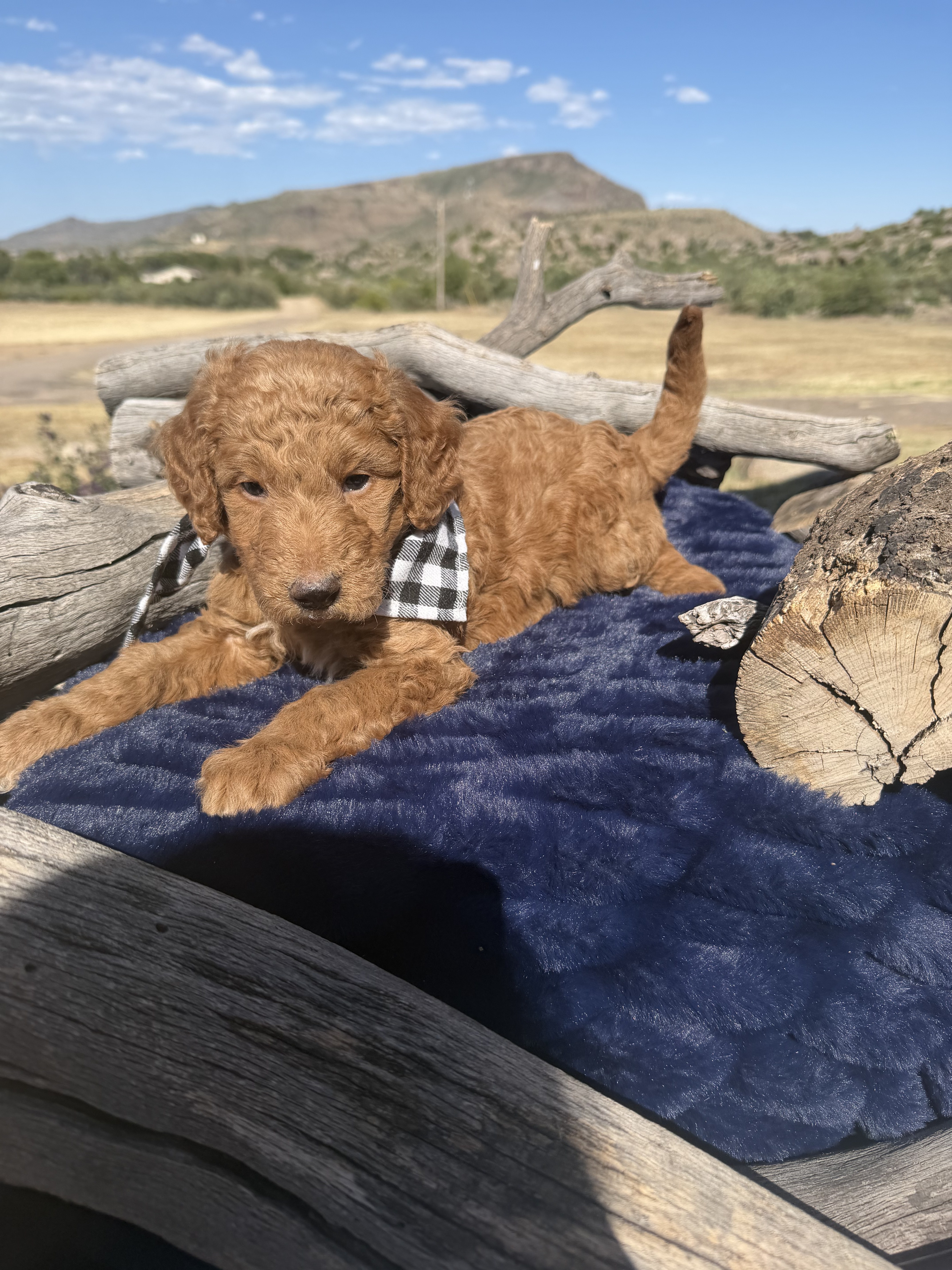 Bernedoodle litter