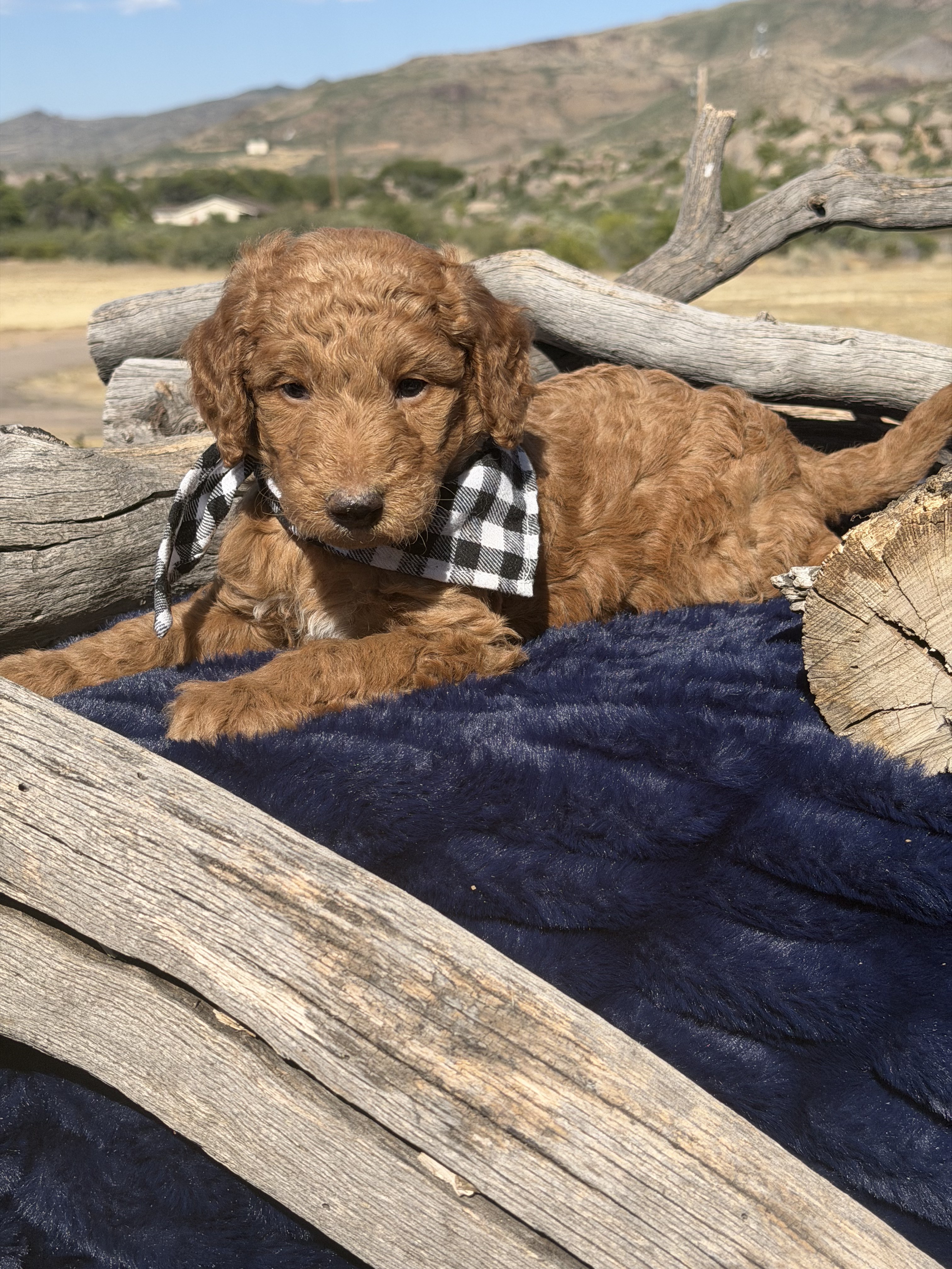 Red Bernedoodle puppy — Trek