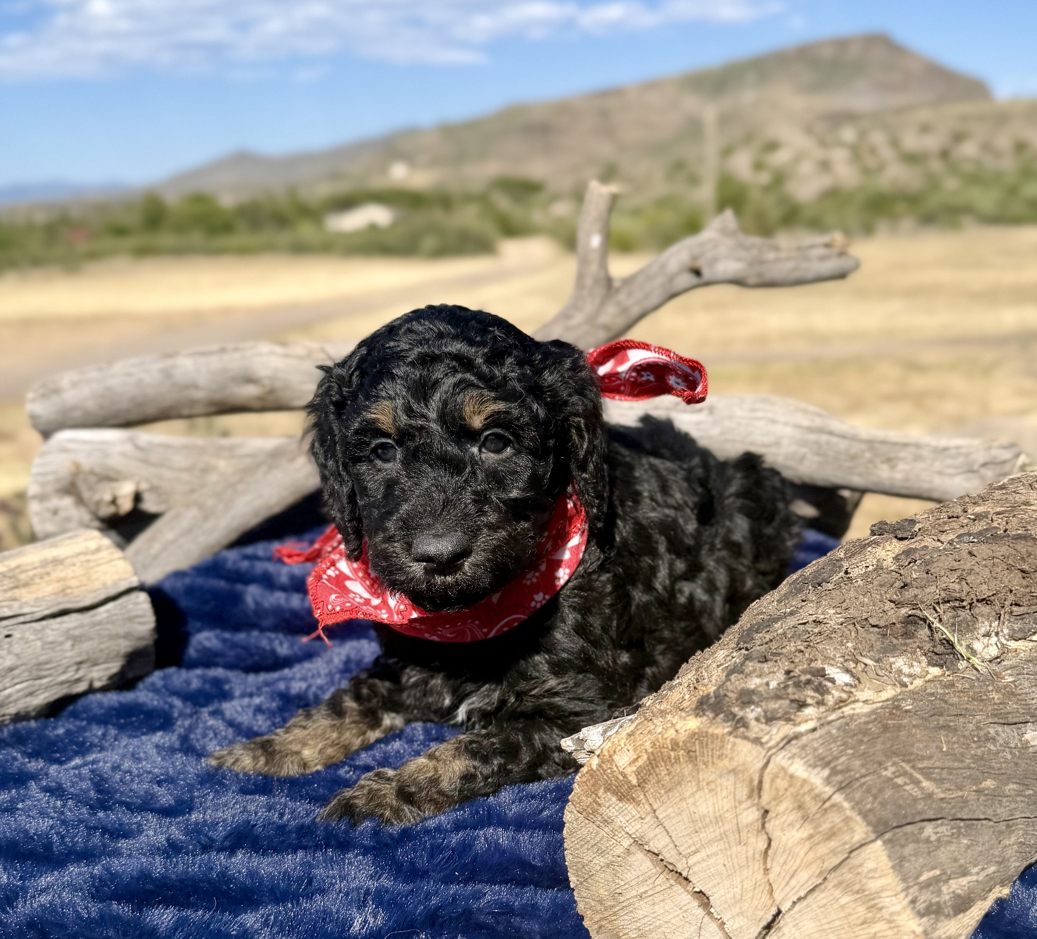 Phantom Bernedoodle puppy — River