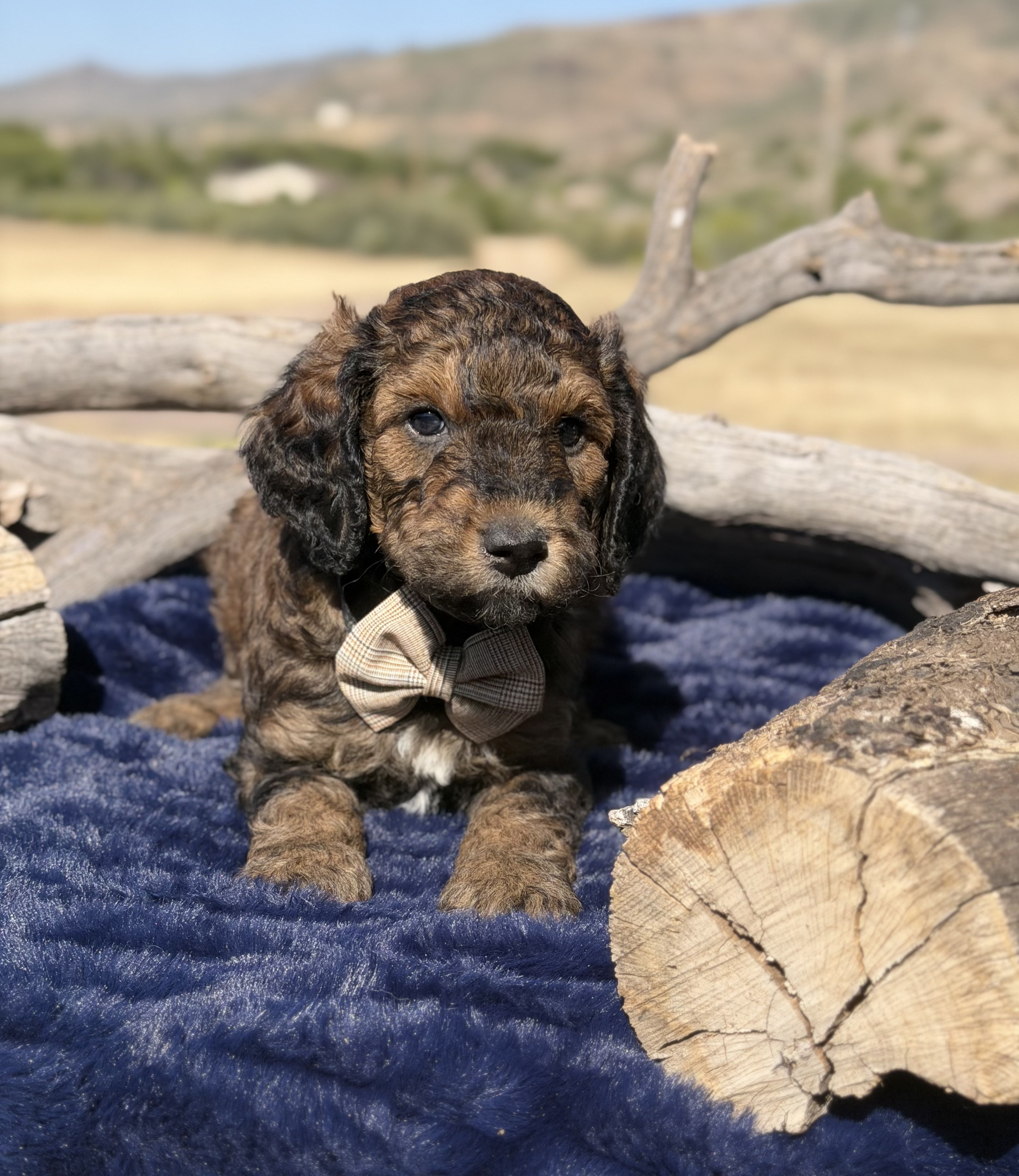 Phantom Bernedoodle puppy — Ranger