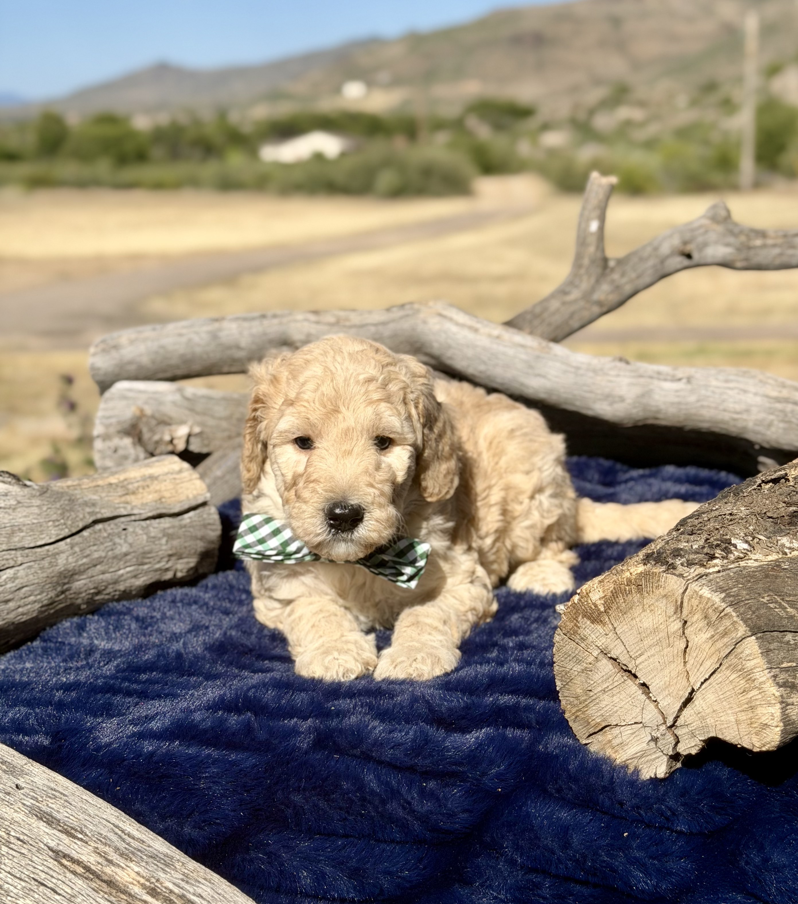 Yellow and white Bernedoodle puppy — Summit
