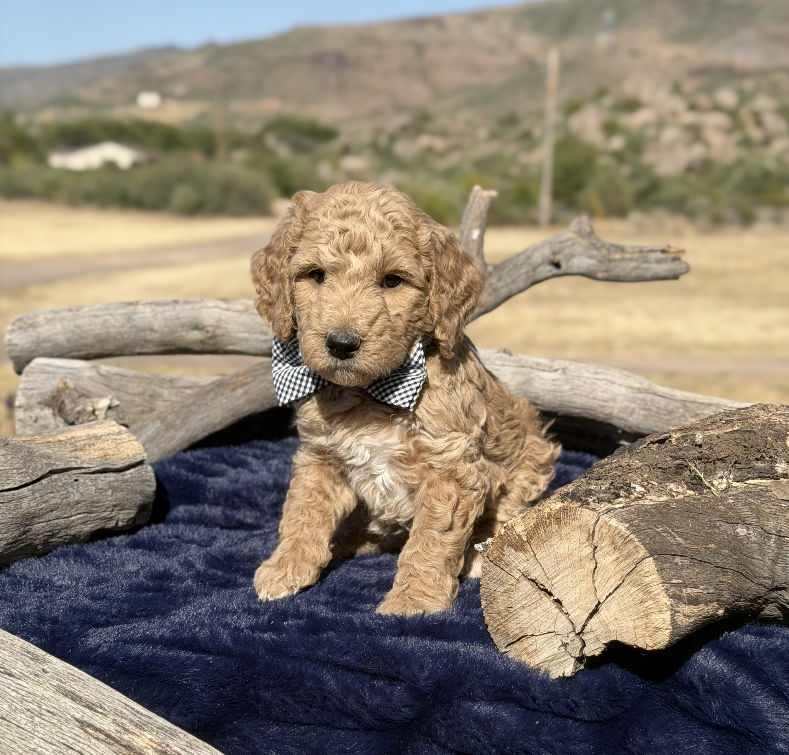 Yellow and white Bernedoodle puppy — Scout