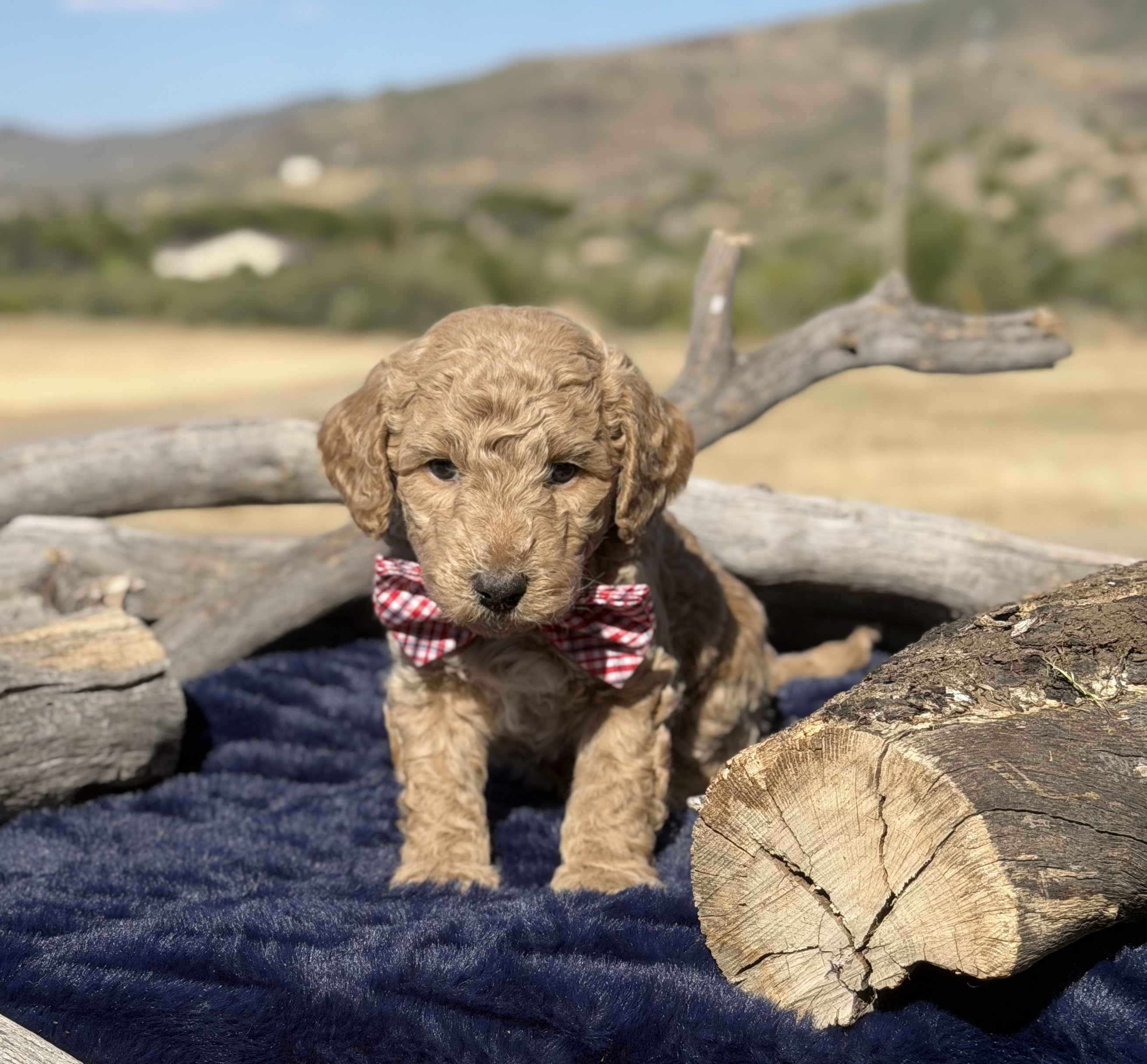 Yellow and white Bernedoodle puppy — Canyon