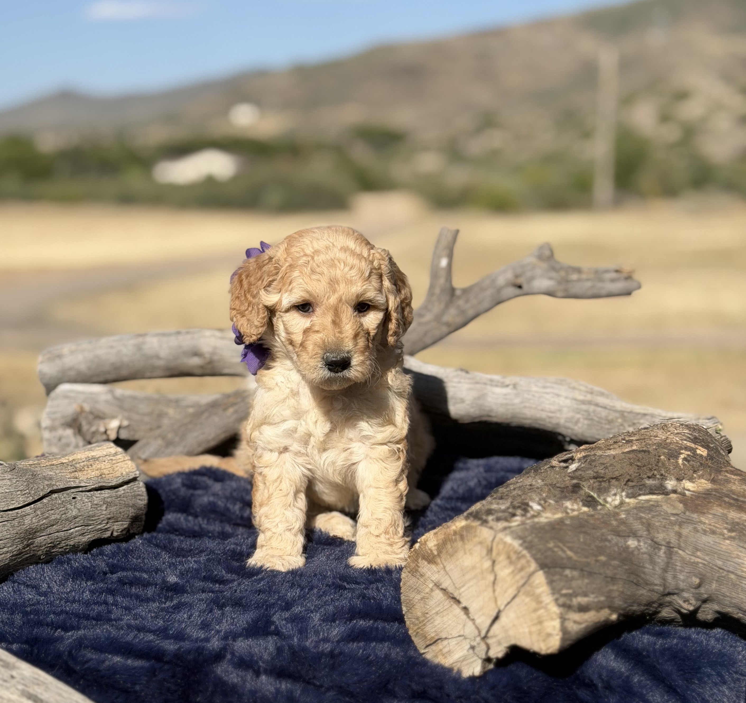 Yellow and white Bernedoodle puppy — Sierra