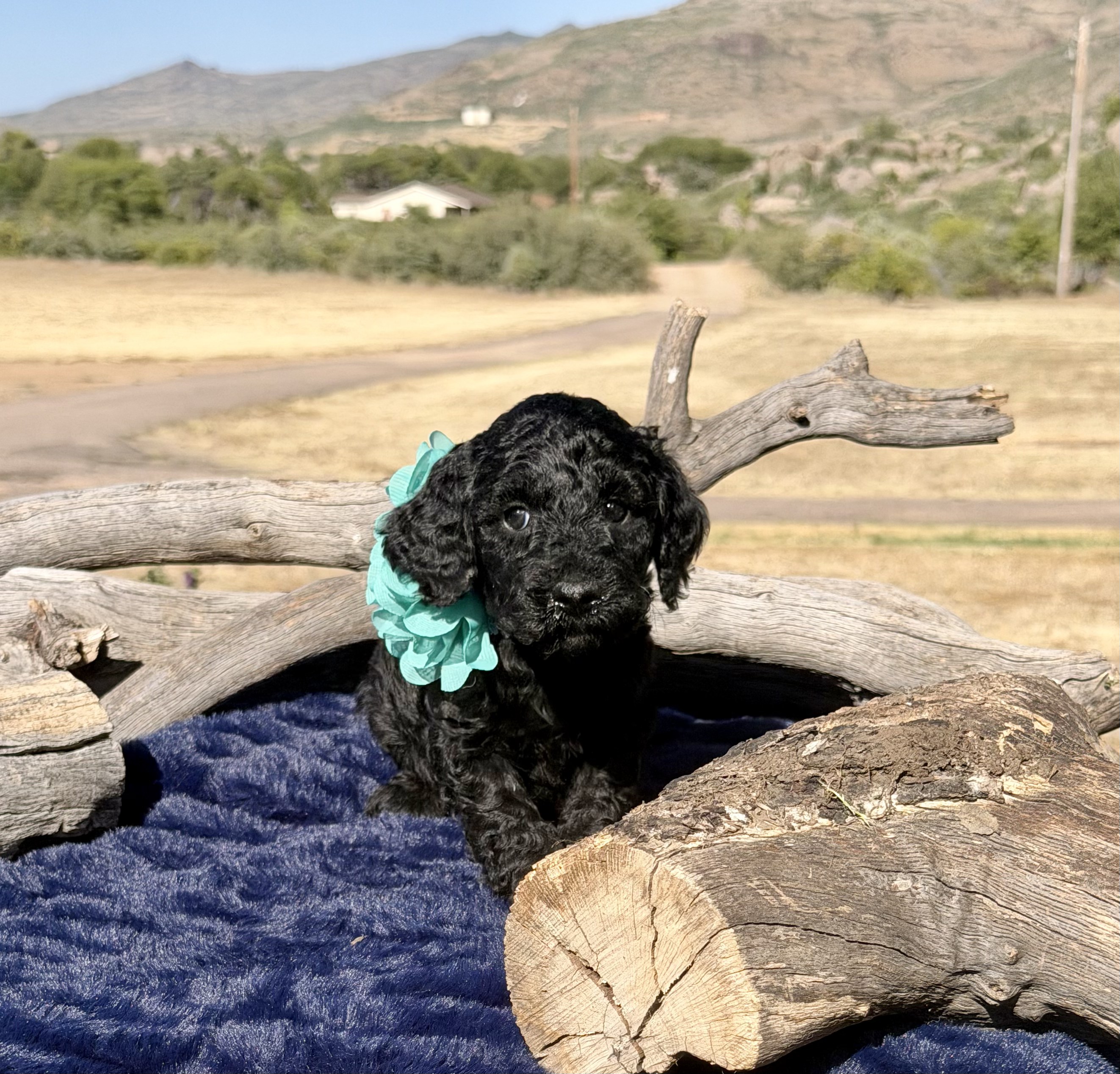 Black Bernedoodle puppy — Aspen