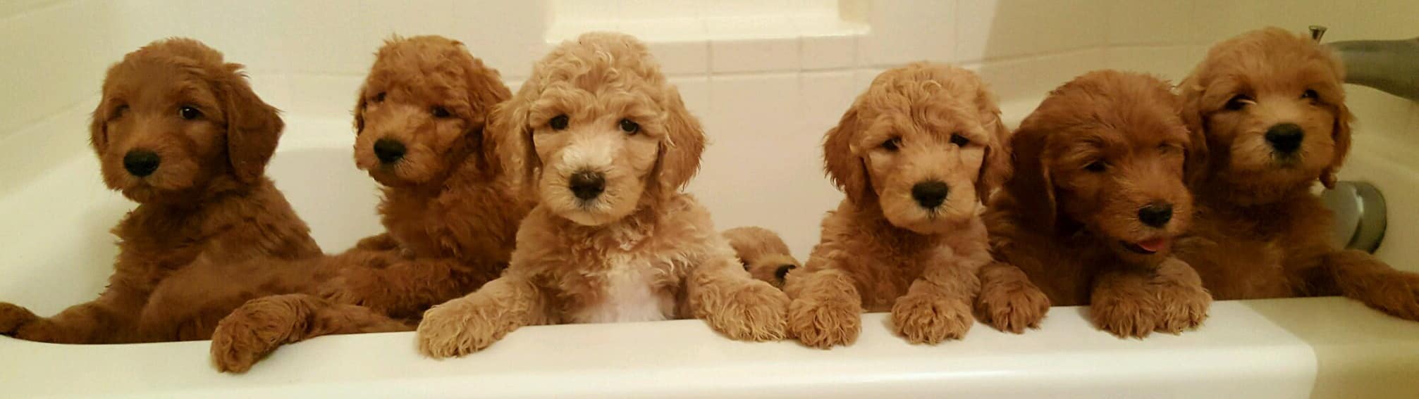 A litter of six apricot Goldendoodle puppies lined up together, looking at the camera.